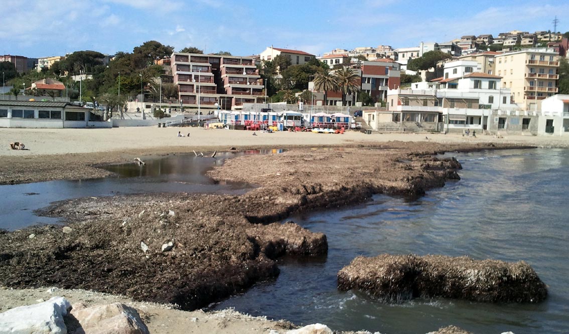 Rio Salivoli (Piombino) - rospi smeraldini in citt!